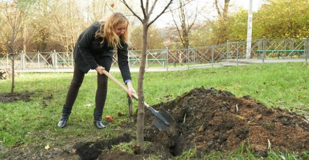 У найближчі дні в Харкові розпочнеться садіння дерев (список парків та скверів)