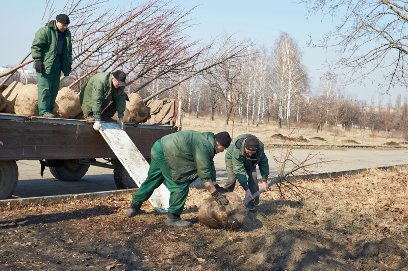 У Харкові розпочалася весняна висадка дерев