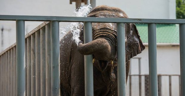 У Харківському зоопарку відзначили День слонів