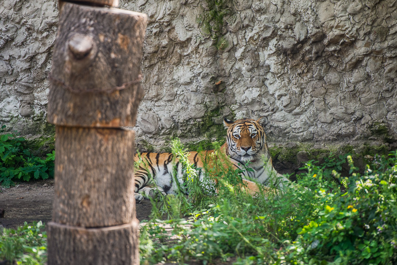 У Харківському зоопарку народилися рись і верблюденята
