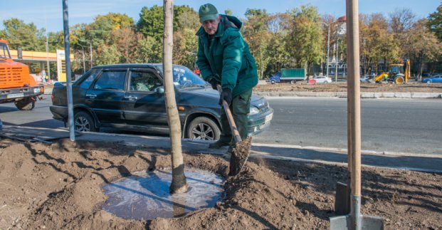 На Московському проспекті почали висадку дерев