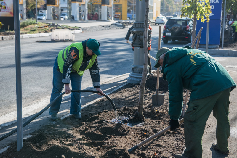 На Московському проспекті почали висадку дерев