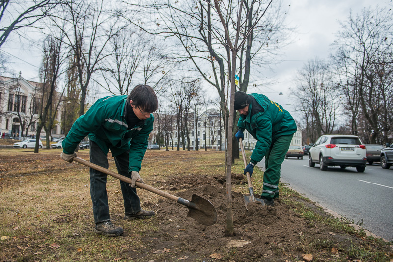 У Харкові завершується сезон посадки дерев