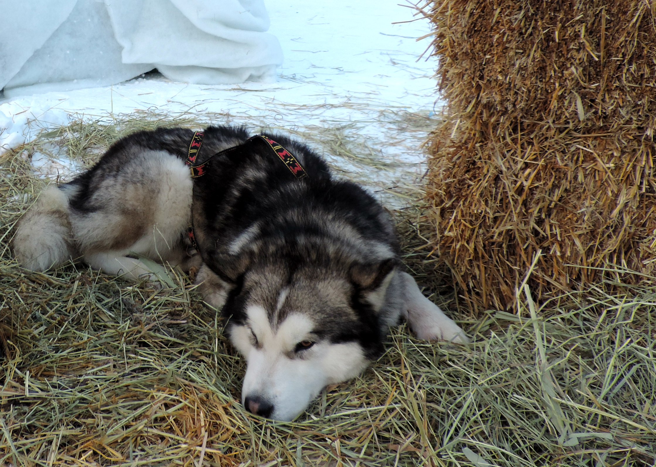 У Лісопарку пройшов зимовий фестиваль «Winter Fest»