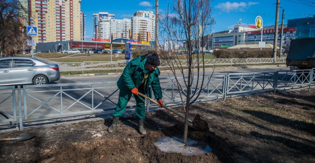 Навесні посадять дерева на Сумській, Отакара Яроша і в Молодіжному парку