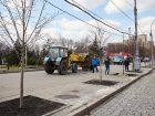 У центрі Харкова висаджують липи