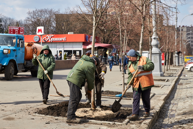 У центрі Харкова висаджують липи