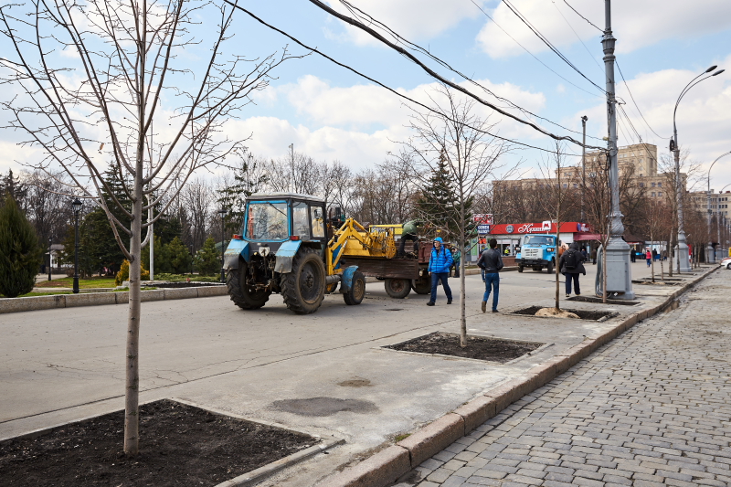 У центрі Харкова висаджують липи