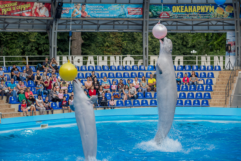 У Харкові нагородили волонтерів чемпіонату Європи з боксу