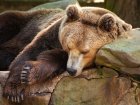 У Харківському зоопарку ведмеді готуються впасти у сплячку, а слони зустрічають Новий рік