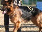 На Салтівці відкрили ще один майданчик для вигулу собак
