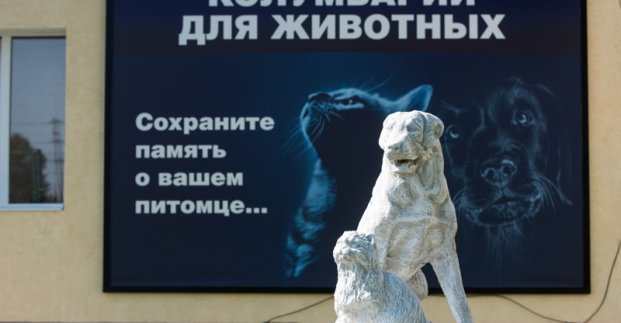 Ритуальними послугами для тварин в Харкові скористалися понад 100 господарів
