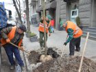У Харкові почалася весняна висадка дерев