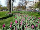 У Харкові вперше за багато років висадили тюльпани