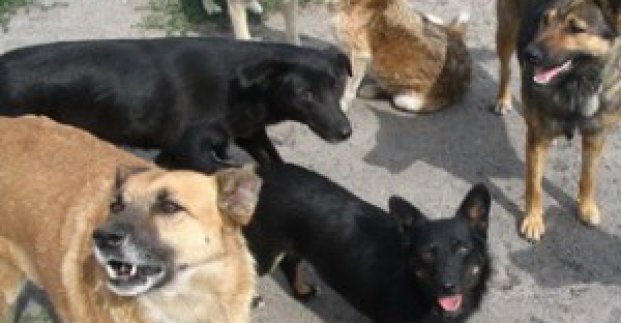 У місті видано понад 300 приписів щодо порушення правил утримання тварин