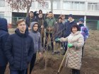 В Індустріальному районі висадили алею катальп