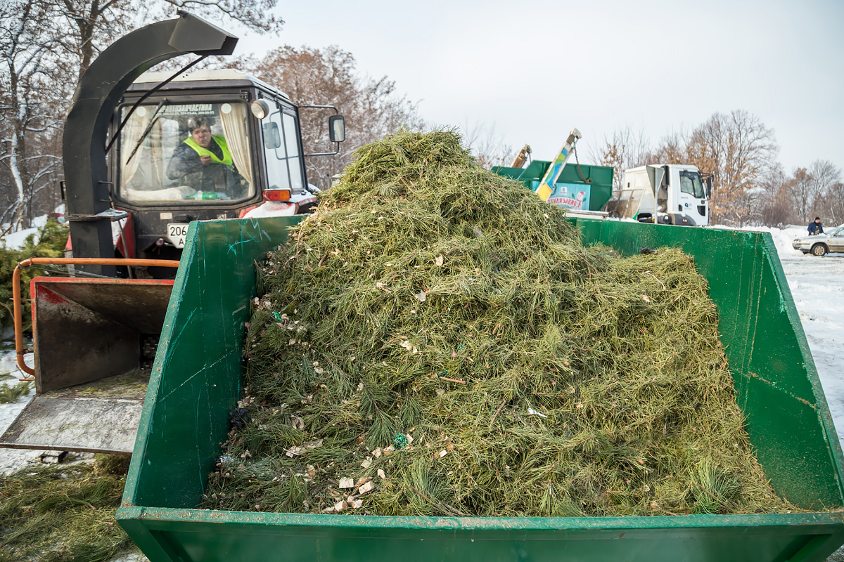 У Харкові після свят збирають і утилізують ялинки