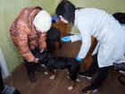 Харків'ян запрошують на вакцинацію домашніх вихованців проти сказу