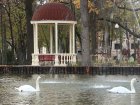 Лебедів з парку Горького переселили на зимівлю в зоопарк 