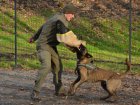 Кінологи Нацгвардії провели для дітей показові виступи