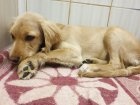Чоловікові, який побив цуценя-спанієля, загрожує кримінальне покарання
