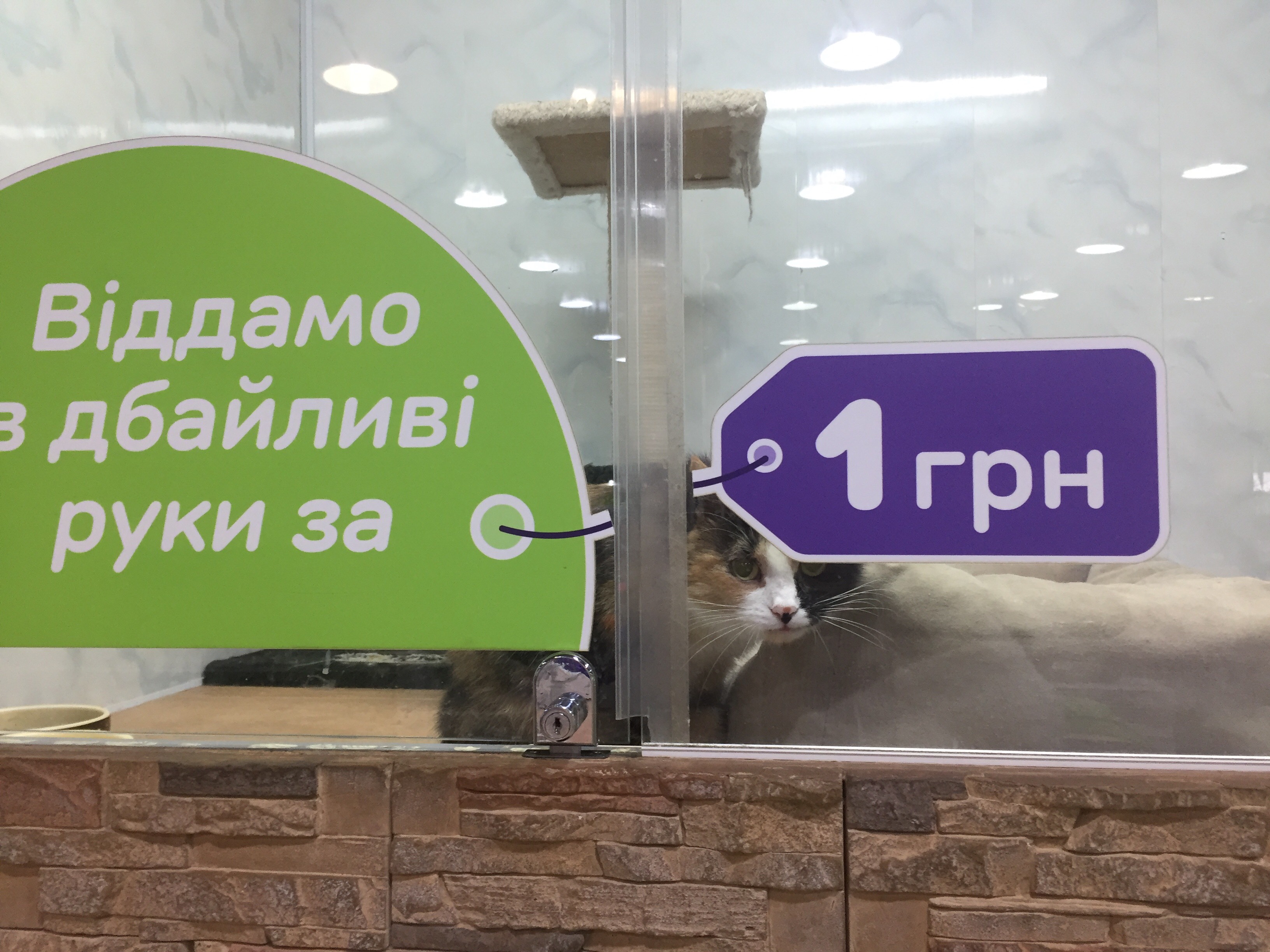 У Харкові завдяки благодійному проєкту знайшли будинок для ста котів