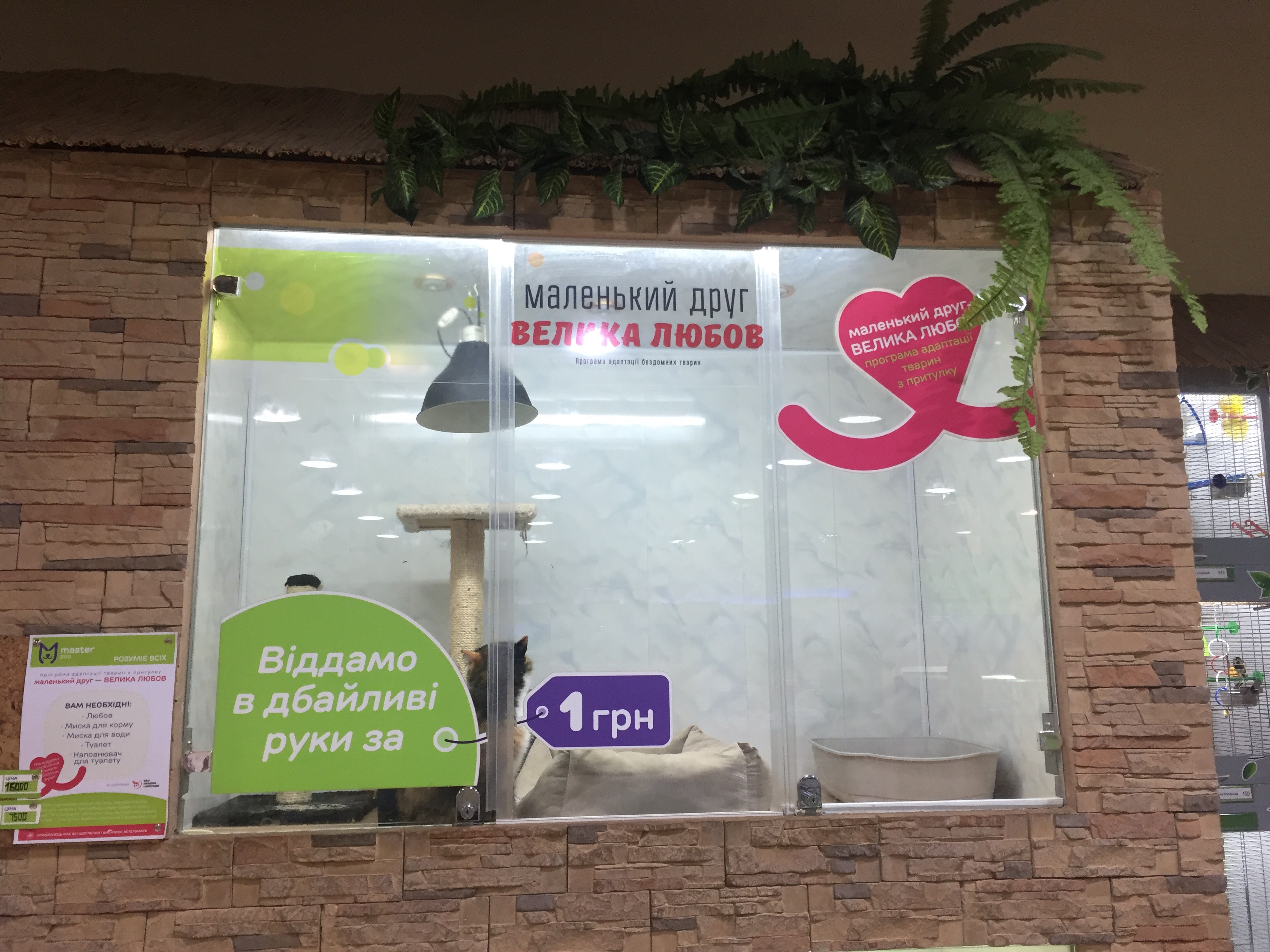 У Харкові завдяки благодійному проєкту знайшли будинок для ста котів