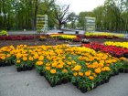У місті розпочалася масштабна висадка квітів