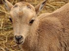 У Харківському зоопарку народилася самка гривастого барана