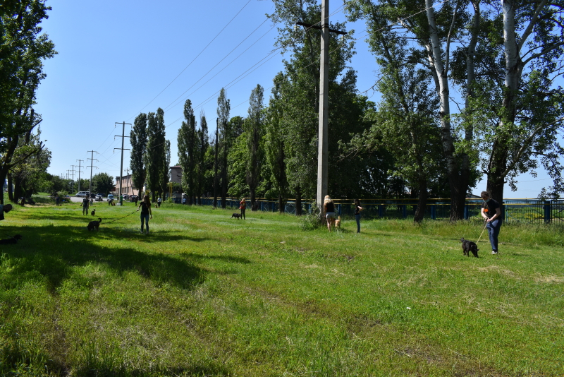 У притулку для тварин пройшов День відкритих дверей
