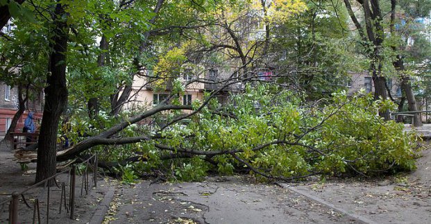 У місті через негоду впало близько десятка дерев