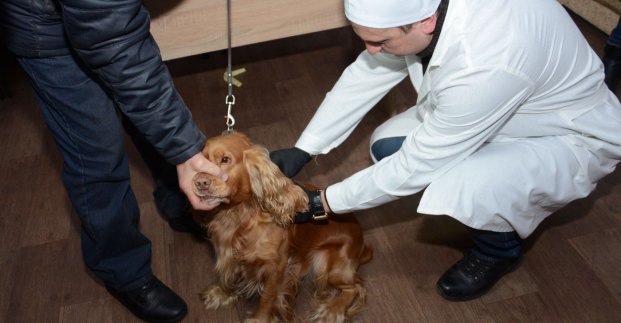 У Харкові розпочинається планова вакцинація домашніх тварин від сказу