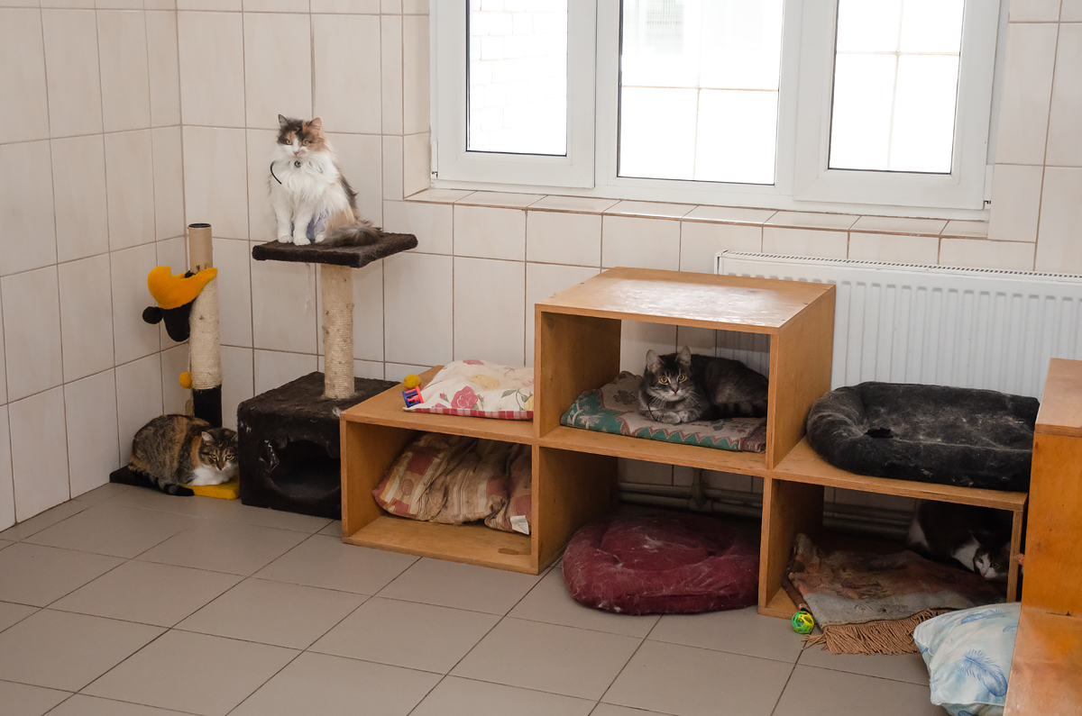 У міському притулку для тварин пройшла екскурсія для депутатів міськради