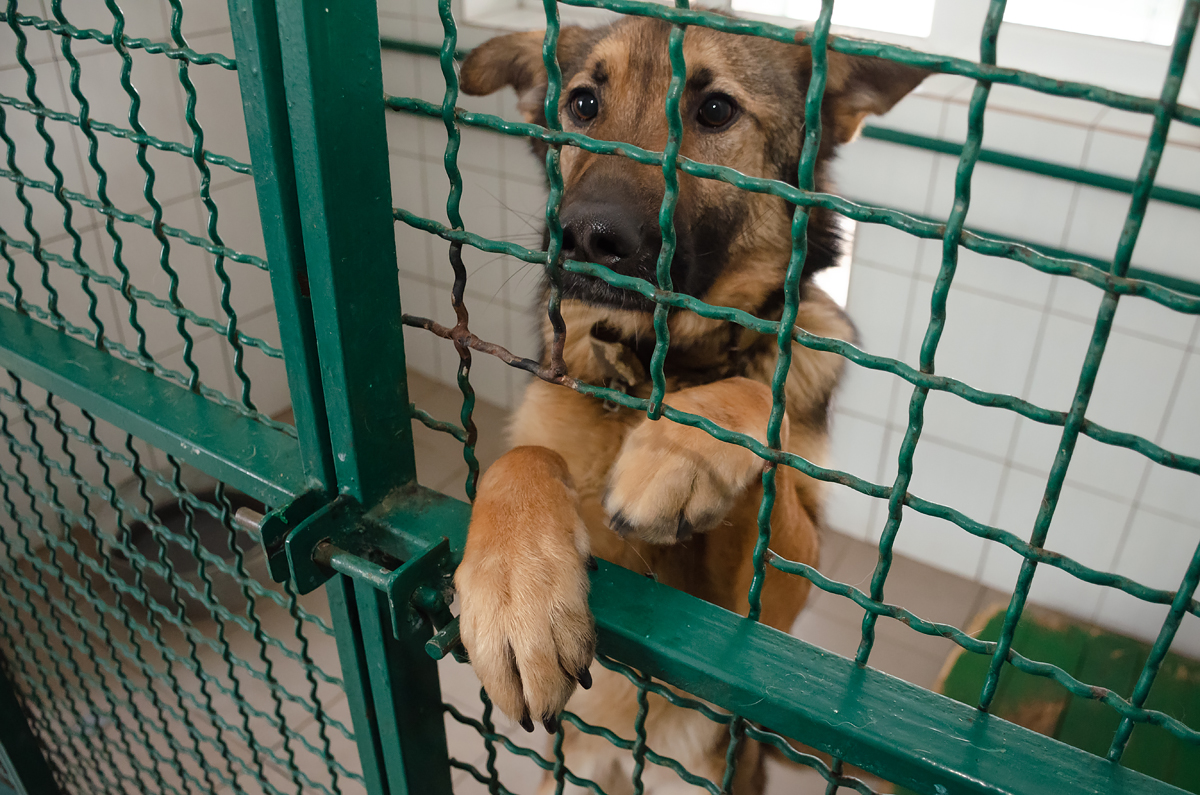 У міському притулку для тварин пройшла екскурсія для депутатів міськради