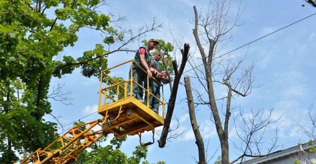 У Холодногірському районі проводять обрізку дерев