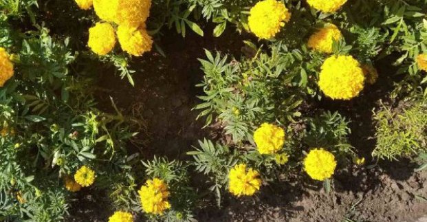 У Театральному сквері невідомі пошкодили клумби і елементи благоустрою