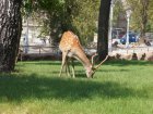 Харківський зоопарк збільшуватиме відвідуваність поетапно