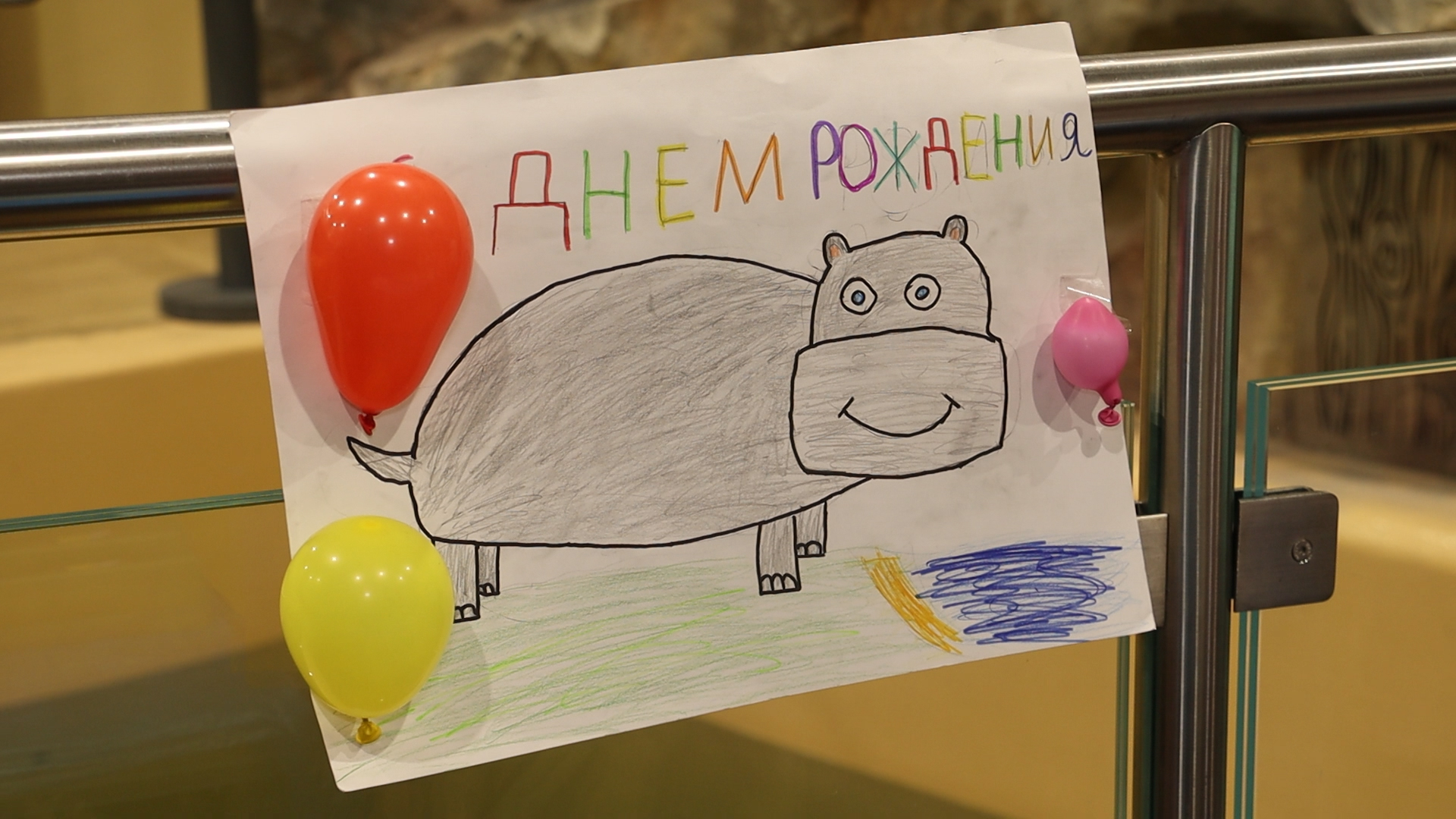 У зоопарку відсвяткували день народження бегемотихи Степаніди