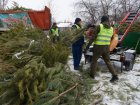 У Харкові закінчують утилізувати ялинки після свят