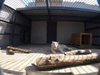 Врятовані хижаки з Екопарку облаштовуються у Харківському зоопарку