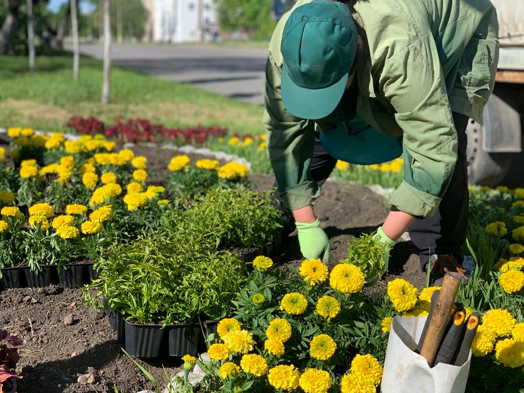 У Новобаварському районі висадили кілька тисяч квітів