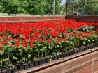 Харків продовжують приводити до ладу та прикрашати квітами