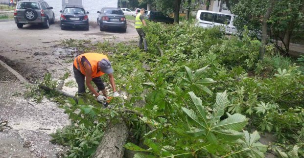 У Харкові через негоду впало більше ста дерев