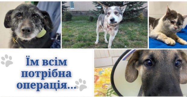 Харківський притулок збирає кошти на операційну для поранених тварин