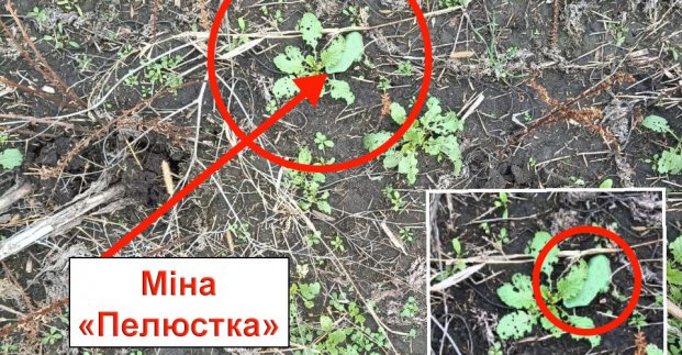 Харків'ян просять не відвідувати цвинтар №17 через мінну загрозу