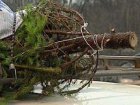 Екоінспекція посилює контроль на час заготівлі дерев хвойних порід 