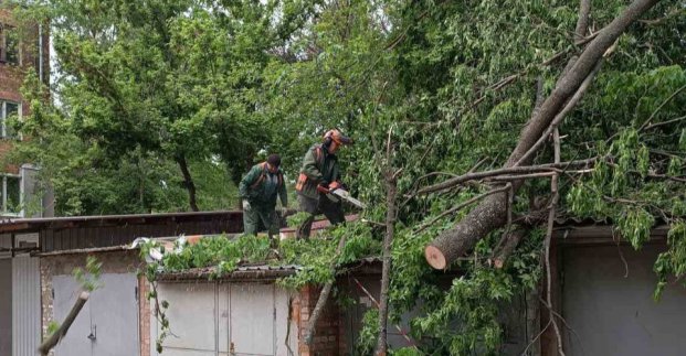 У Харкові через сильний вітер впали 13 дерев 