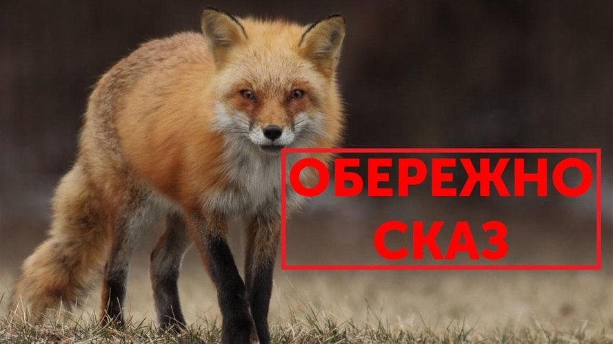 У Київському районі зафіксовано випадок сказу лисиці