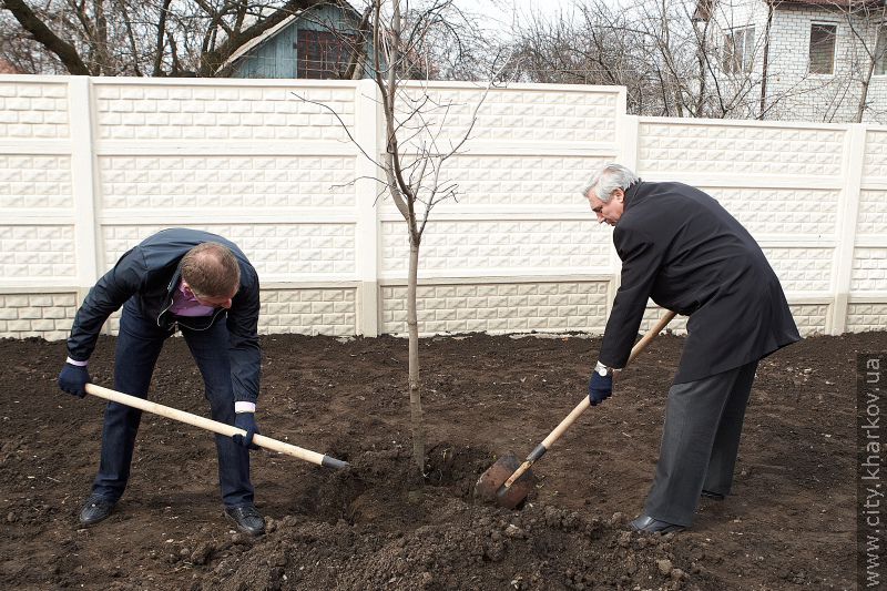 На проспекті Гагаріна висадили дерева