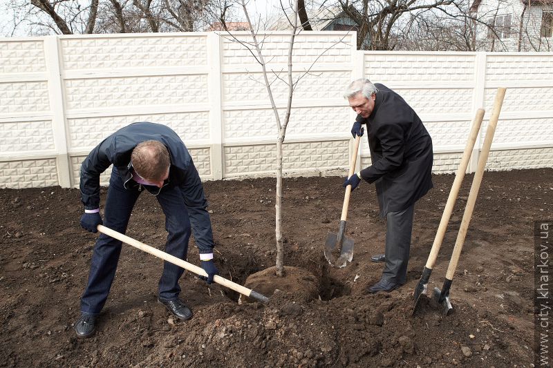 На проспекті Гагаріна висадили дерева